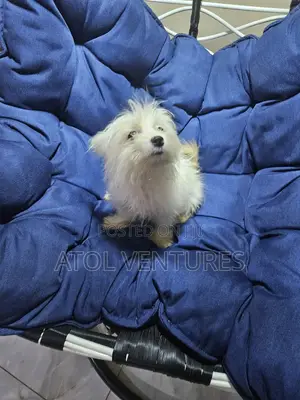 3-6 months Male Mixed Breed Lhasa Apso