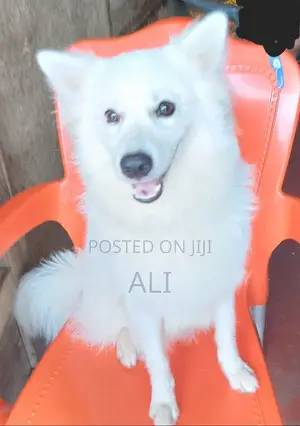1+ year Male Purebred American Eskimo
