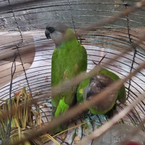 Active Birds