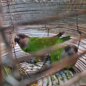 Active Birds