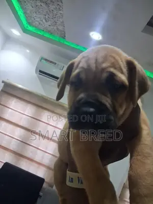 1-3 months Female Purebred Boerboel