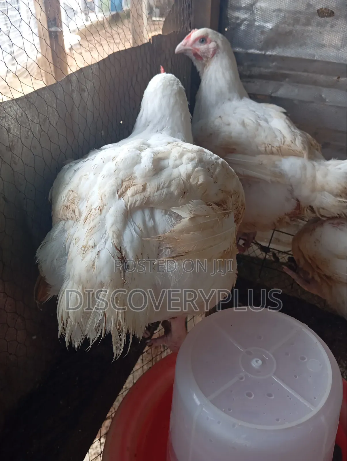 Boilers Chicken