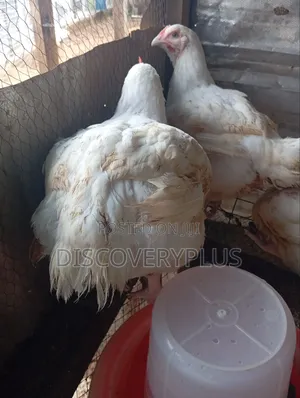 Boilers Chicken