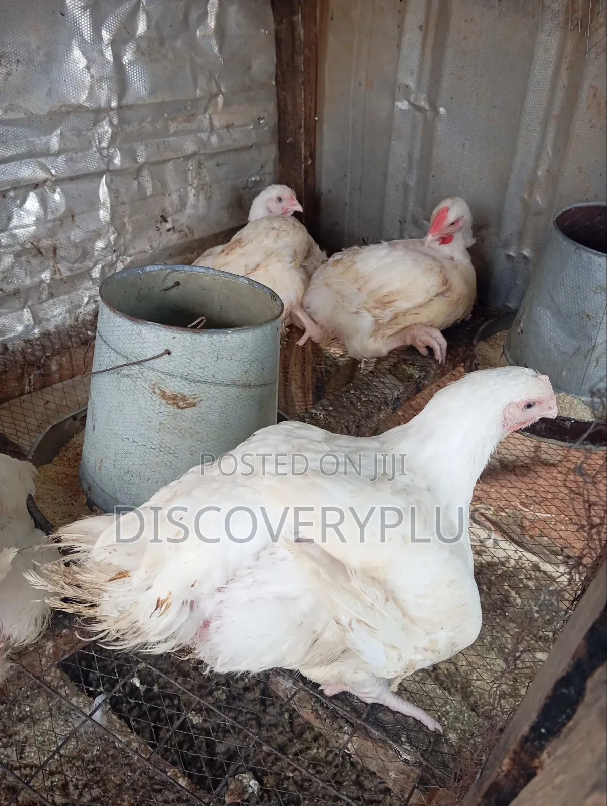 Boilers Chicken
