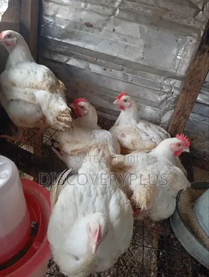 Boilers Chicken