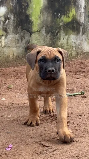 1-3 months Female Purebred Boerboel