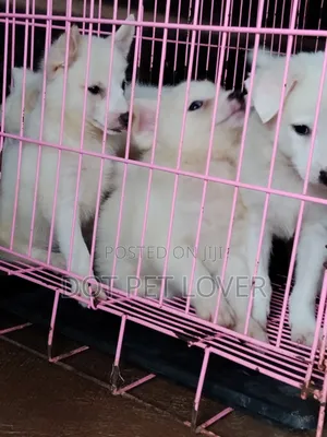 1-3 months Female Purebred American Eskimo
