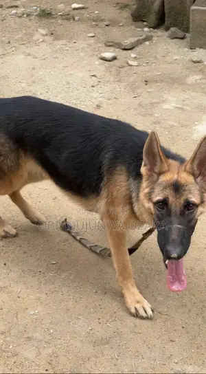 6-12 months Female Purebred German Shepherd