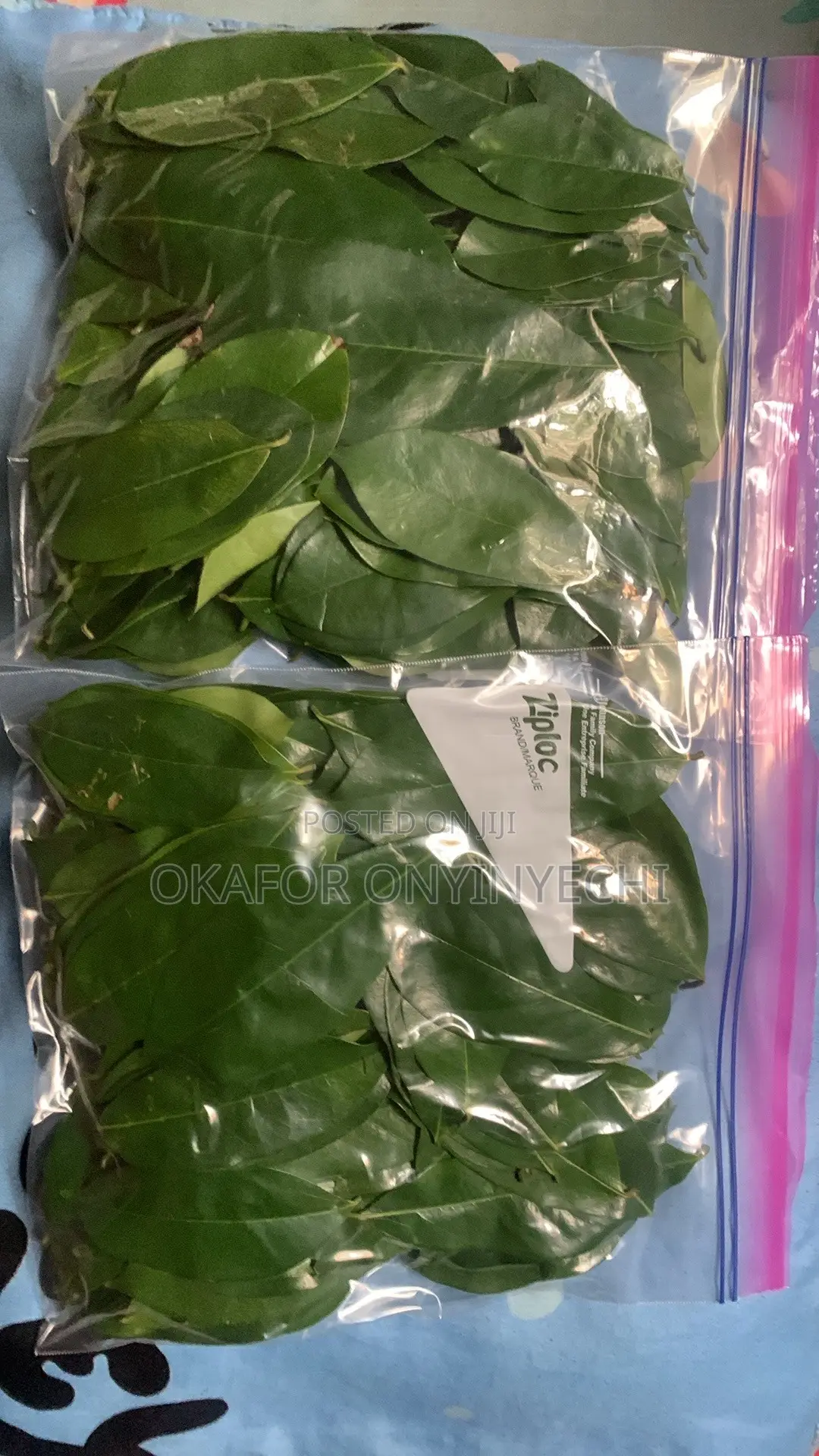 Fresh Soursop Leaves