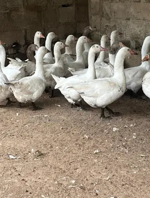 Geese for Sale