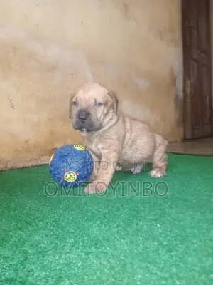 1-3 months Male Purebred Boerboel