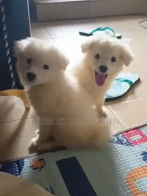 1-3 months Female Purebred American Eskimo
