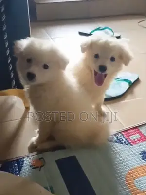 1-3 months Female Purebred American Eskimo