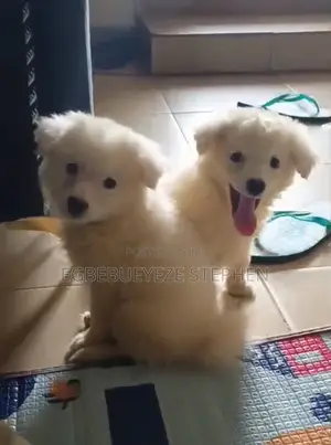 1-3 months Male Purebred American Eskimo