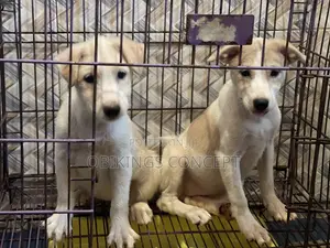 1-3 months Female Mixed Breed American Eskimo