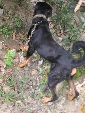 Male Rottweiler Available for Stud Service