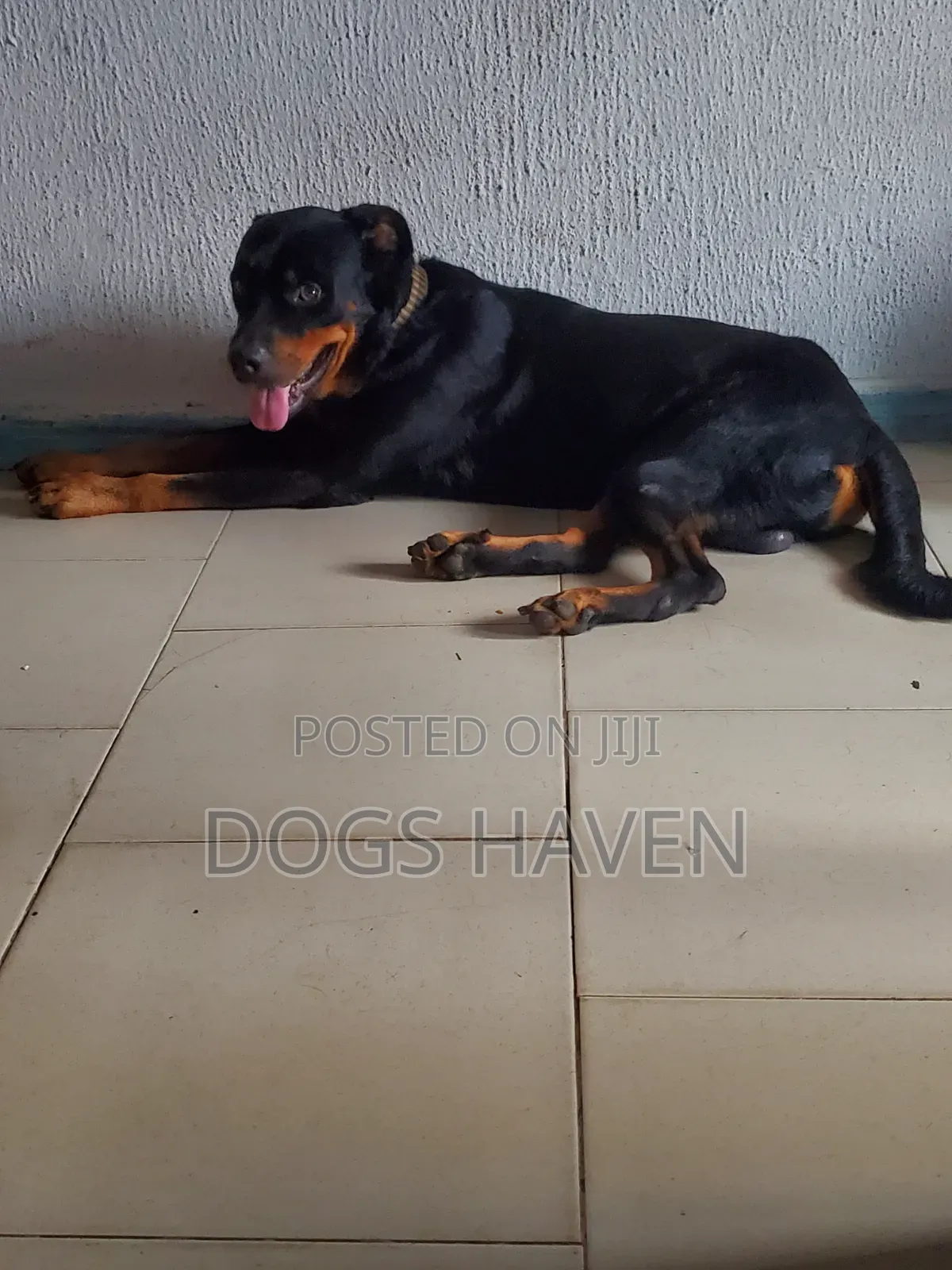 Male Rottweiler Available for Stud Service