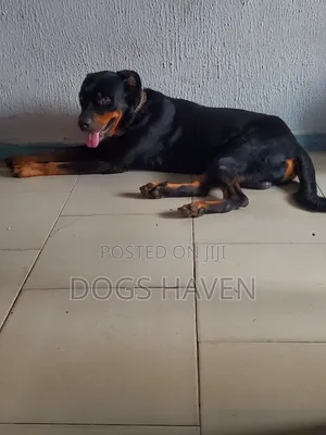 Male Rottweiler Available for Stud Service
