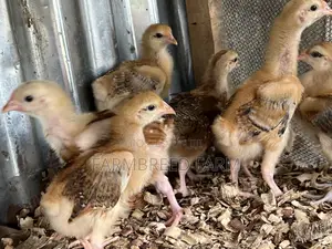 Noiler Crossbreed Chicken