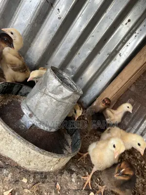 Noiler Crossbreed Chicken