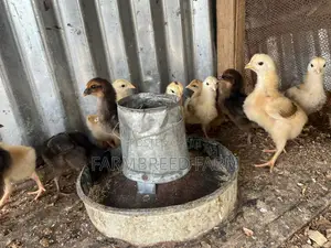 Noiler Crossbreed Chicken