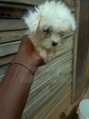 1-3 months Female Mixed Breed Maltese