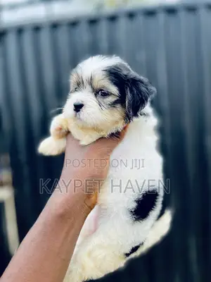 1-3 months Female Purebred Lhasa Apso