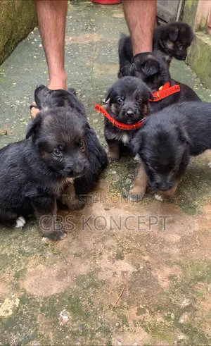1-3 months Female Purebred German Shepherd
