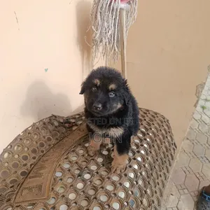 1-3 months Female Purebred German Shepherd