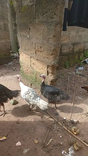 Different Sizes of Turkeys for Sale
