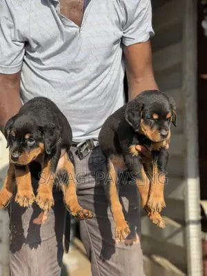 1-3 months Female Purebred Rottweiler