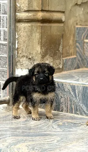 1-3 months Female Purebred German Shepherd