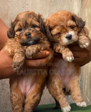 1-3 months Male Purebred Lhasa Apso