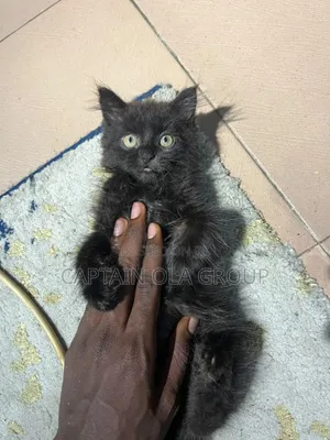 1-3 months Male Mixed Breed Siamese
