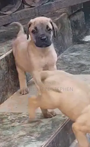 1-3 months Female Purebred Boerboel