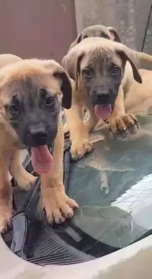 1-3 months Male Purebred Boerboel