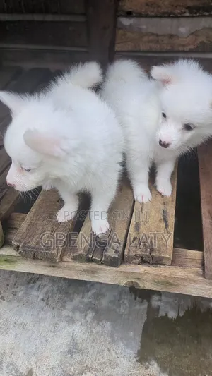 1-3 months Male Purebred American Eskimo