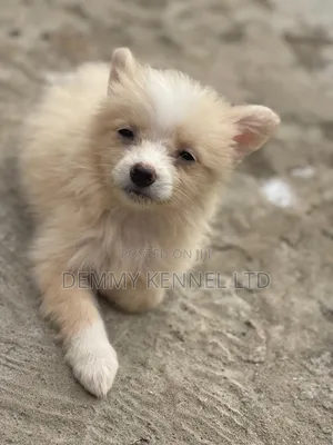 1-3 months Female Purebred American Eskimo