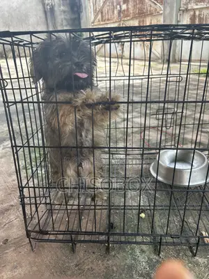 3-6 months Male Purebred Lhasa Apso