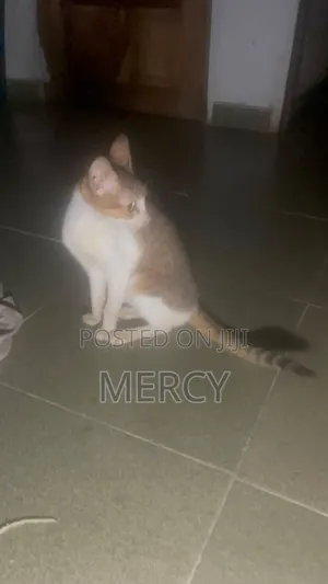 6-12 months Male Purebred American Shorthair