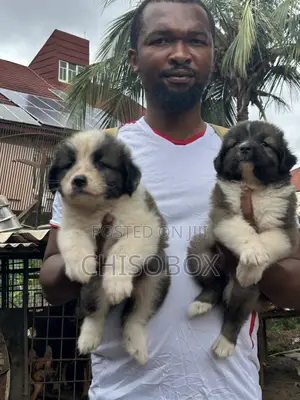 1-3 months Female Purebred Caucasian Shepherd