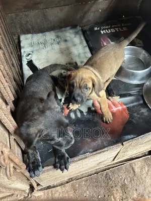 1-3 months Female Purebred Boerboel