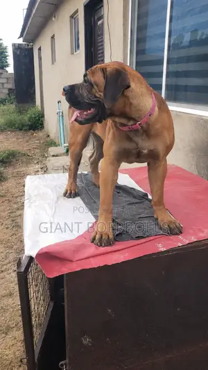 6-12 months Female Purebred Boerboel