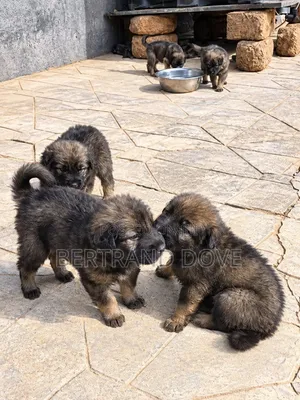 1-3 months Male Purebred Caucasian Shepherd