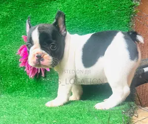 1-3 months Female Purebred French Bulldog