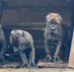 1-3 months Female Purebred Cane Corso