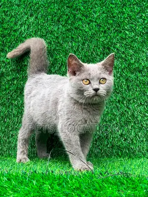 1-3 months Male Purebred British Shorthair