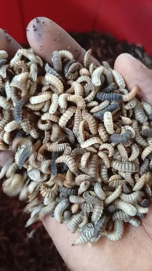 Fresh BSF Larvae