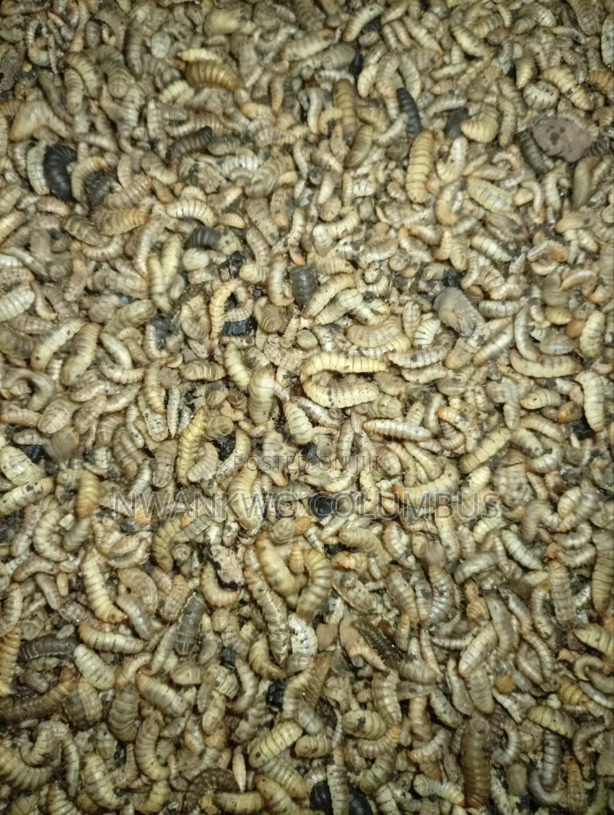 Fresh BSF Larvae