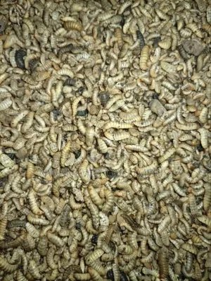 Fresh BSF Larvae